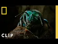 Watch as this Queen Bee Eats her Grandchild QUEENS