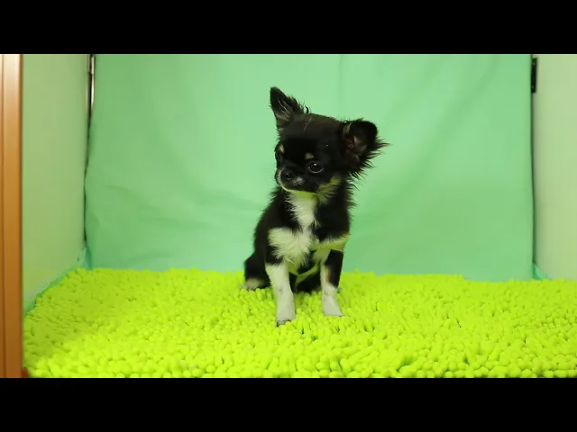動画