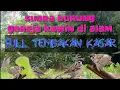 Download Lagu full tembakan kasar dan rapat.suara gereja kawin di alam liar,, cocok untuk masteran