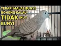 Lagu Perkutut Lokal Gacor Suara Super Kristal - Pancingan Malas Bunyi  (99%AMPUH BANGET)