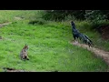 Download Lagu TIDAK DISANGKA!!! Kucing Ternyata Bisa Memangsa Ayam Jago, 13 Momen Hewan Terekam Kamera