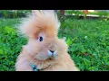 Little Bunny Looking For Food - Close-up View of Hairy Rabbit on Grass
