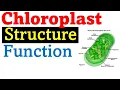 Chloroplast structure and function