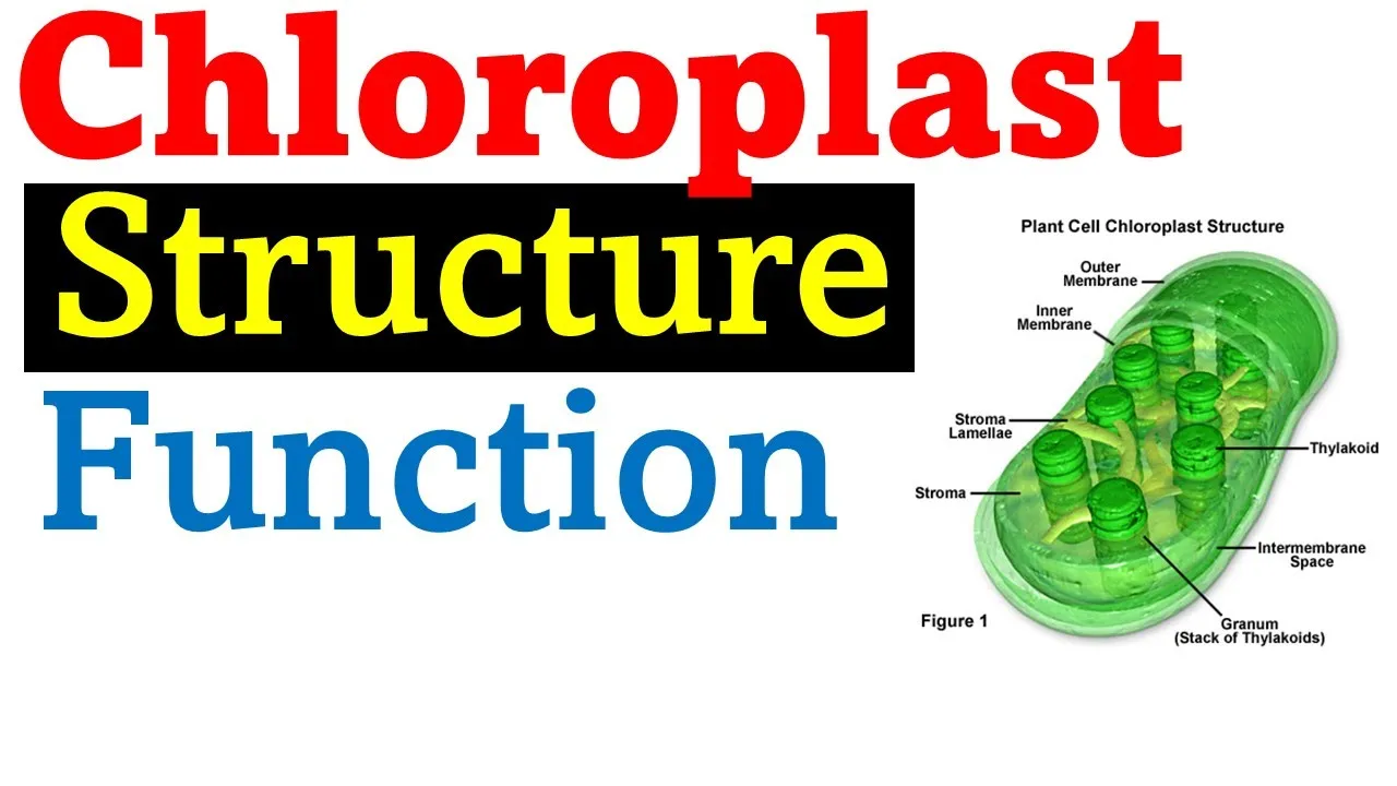 Chloroplast Structure and Function | Advanced Cell Biology