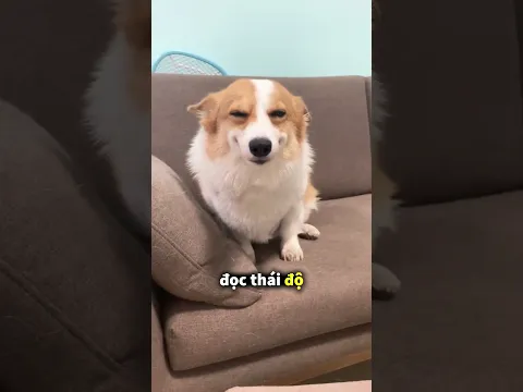 Những chú chó có biết cảm thấy tội lỗi không?😲