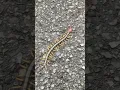 Download Lagu Big Japanese Centipede in My Street
