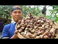 Lagu jenang pati ganyong durian kelapa muda hasil panen di kebun