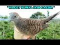 Download Lagu Perkutut Betina Gacor Memanggil Jantan Paling Berhasil Memancing Perkutut jantan