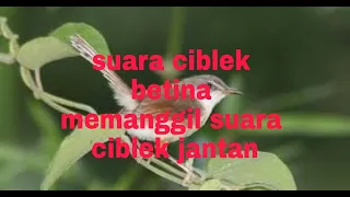 Download Suara burung ciblek sawah betina memanggil ciblek jantan MP3