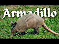Armadillo Screaming Sounds Real Wild Armadillo Noises in Nature
