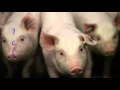 Editing of Pig DNA May Lead to More Organs for People