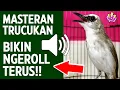 Download Lagu Suara trucukan gacor ropel ngalas buat pancingan trucukan agar bunyi jadikan burung trucuk gacor