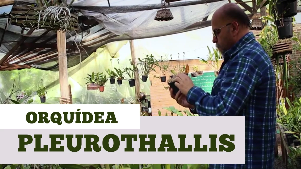 COMO CUIDAR DE ORQUIDEA PLEUROTHALLIS