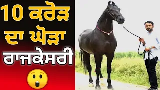 10 ਕਰੋੜ ਦਾ ਘੋੜਾ ਰਾਜਕੇਸਰੀ......... Rajkeseri Sired by Naag Majhuke bloodline