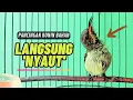 Download Lagu Pancingan KOLIBRI NINJA Bahan Agar Bunyi || MASTERAN Konin Agar Cepat Gacor #1