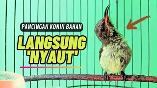 Download Pancingan KOLIBRI NINJA Bahan Agar Bunyi || MASTERAN Konin Agar Cepat Gacor #1 MP3