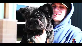 The Bully Dex Showdown 2026