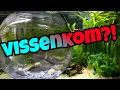 Download Lagu De VISSENKOM //Nickey//