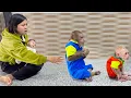 Lagu Family comedy! Cutis \u0026 mom apologize to super cute baby monkey 🤣