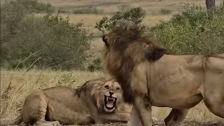 أسد ذكر ليس سعيدا  برؤية أبنائه وقد أصبحوا بالغين دندنها