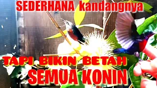 Download Koloni Kolibri Di Rumah Hasil Dari Mikat Dengan Suara Pikat Burcil Ribut Part 3 MP3