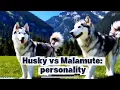 Husky vs Malamute Personality Behavior Comparison Dog Breed Insights