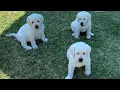 GREAT ESCAPE Adorable Lab Puppies Play Outside