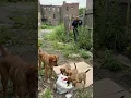 Lagu A police officer notices a dog digging through the trash and laughs.