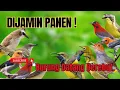 Dijamin Panen❗ Suara Ribut Kejepit Ampuh Pancing Semua Jenis Burung.