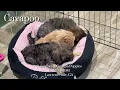 Cavapoo Puppies For Sale Now