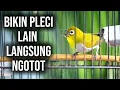 Lagu Pleci GACOR‼️Pancingan pleci bahan ombyokan di jamin langsung nyaut