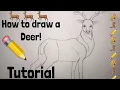How To Draw a Deer Step By Step Tutorial
