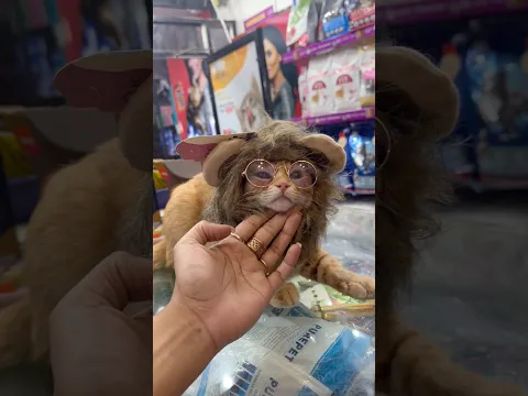 cutest cat looking like a liom #youtubeshorts #cat