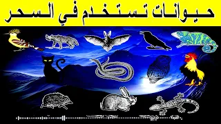 لهذا السبب است خدمت هذه الحيوانات في السحر دون غيرها 