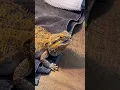 Bearded Dragon Vocal Sounds