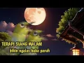 Lagu terapi koloni pleci malam hari agar  cepat buka paruh