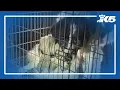 Nearly 60 pets seized from horrific conditions in Kitsap County