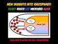 New Insights into Rhizophagy Plant Roots EAT Microbes ALIVE the WHY HOW with Dr James F White