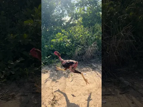 WAIT… What Kind of Bird Is This?! 😱🐦 | Wild Bird Encounter #Shorts