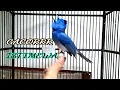 Download Lagu BURUNG KEHICAP RANTING GACORRR