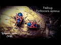 FireBug Vuurwants Red And Black Stink bug Pyrrhocoris apterus Fire Bug Information
