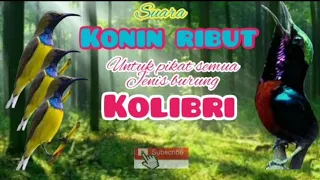 Download Suara pikat Konin ribut paling ampuh MP3