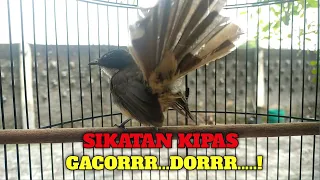 suara sikatan kipas gacor terbaik buat masteran