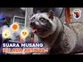 Download Lagu 5 SUARA MUSANG DAN ARTINYA!  #SAWAN