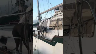 Captain V guarding her boat lol ..we’ve got alot of work to do !!  #sailing #petsofyoutube #boatlife