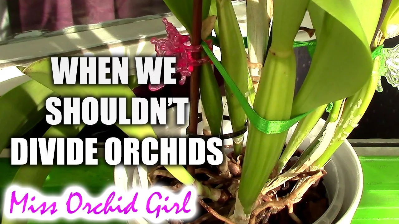 CATTLEYA ORCHIDS THAT SHOULDNT BE DIVIDED