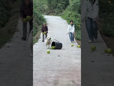 नौटंकी बाज लैबराडोर Dog 🐕😂😇#viral #short #shorts #youtubeshorts