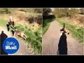 Download Lagu Teenager sent flying as her hyper dog crashes into her - Daily Mail