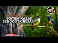 Download Lagu 🔴 Live Masteran Kasar Kapas Tembak Jenggot Isian Greja Tarung Materi Cucak Cungkok Gacor