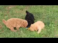 Mini Poodle Puppies For Sale